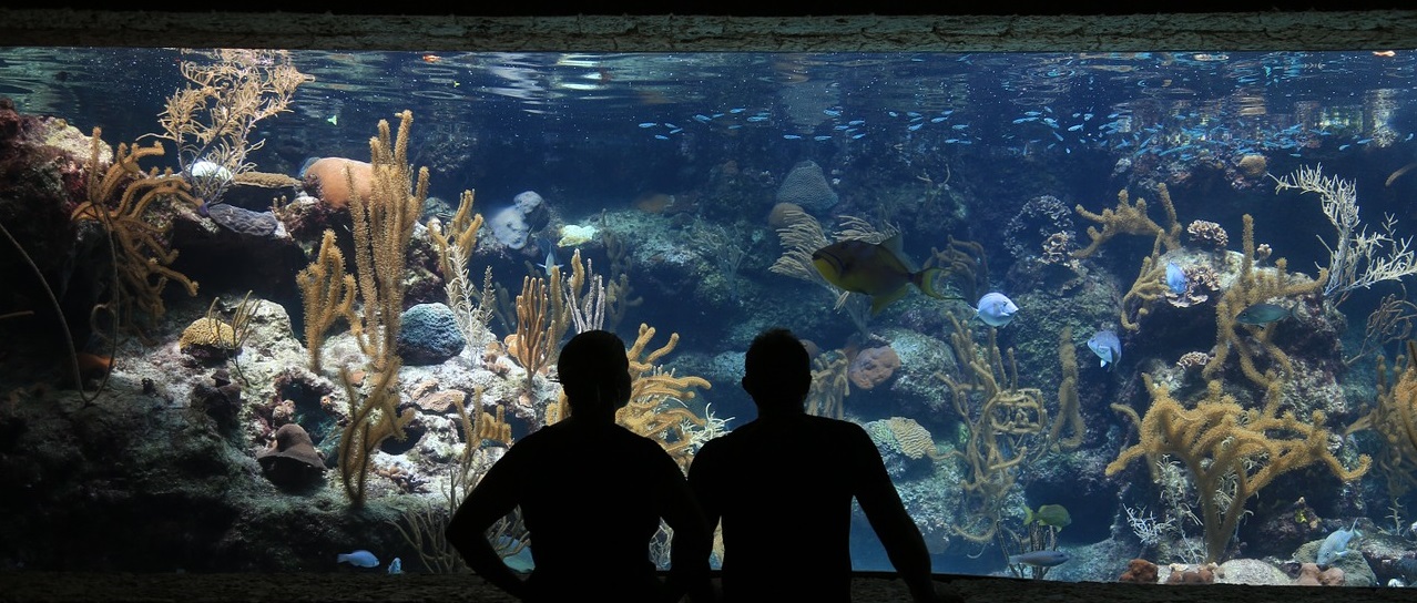 พิพิธภัณฑ์สัตว์น้ำ, AFM, สารกรอง AFM, สารกรองแก้ว AFM, แก้วกรองน้ำ, แก้วกรองน้ำ AFM, สารกรองแก้ว